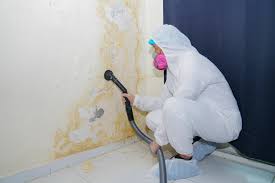 Best Real Estate Mold Inspection  in Clara City, MN